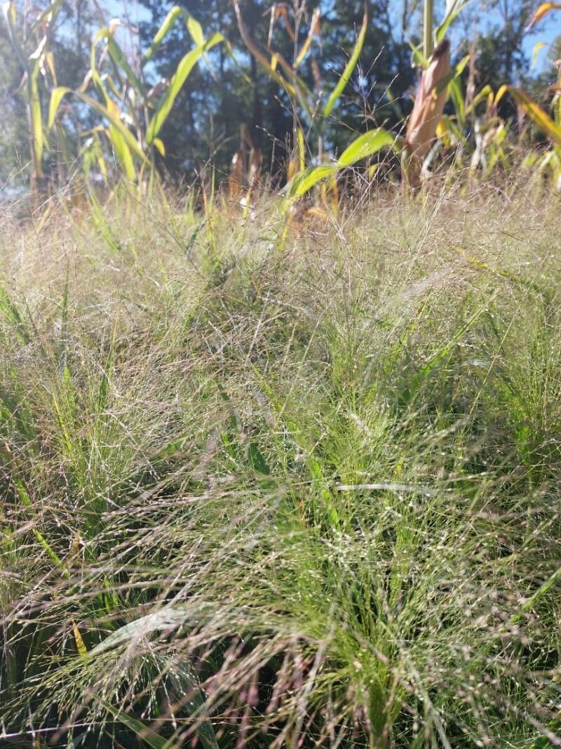 Eragrostis airoides flower