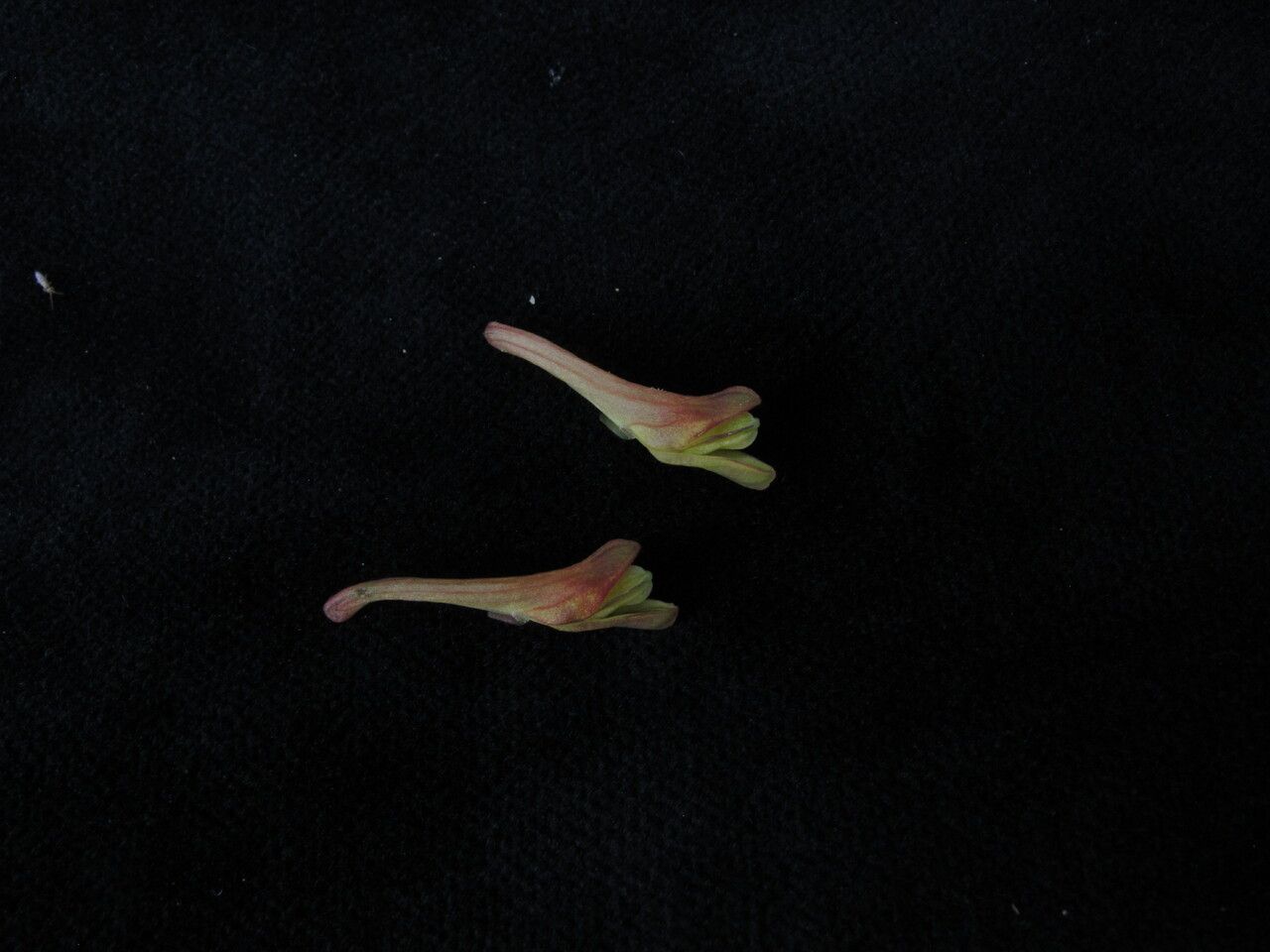 Corydalis chaerophylla — houseplant care guide