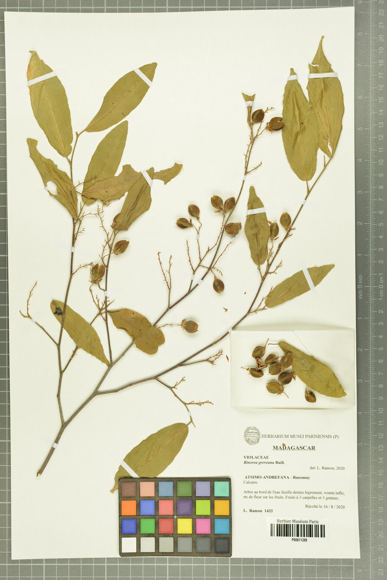 Rinorea greveana — houseplant care guide