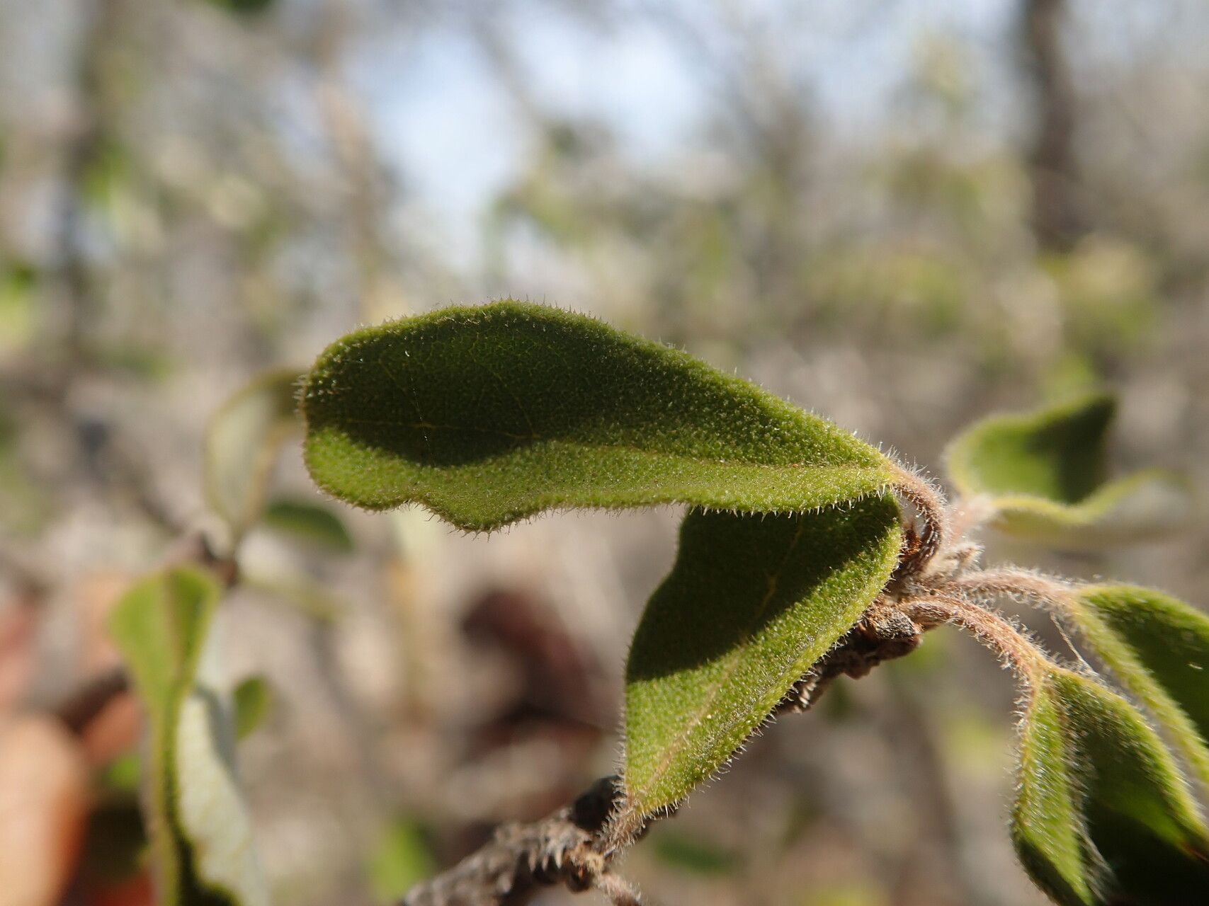 Bourreria scabra leaf