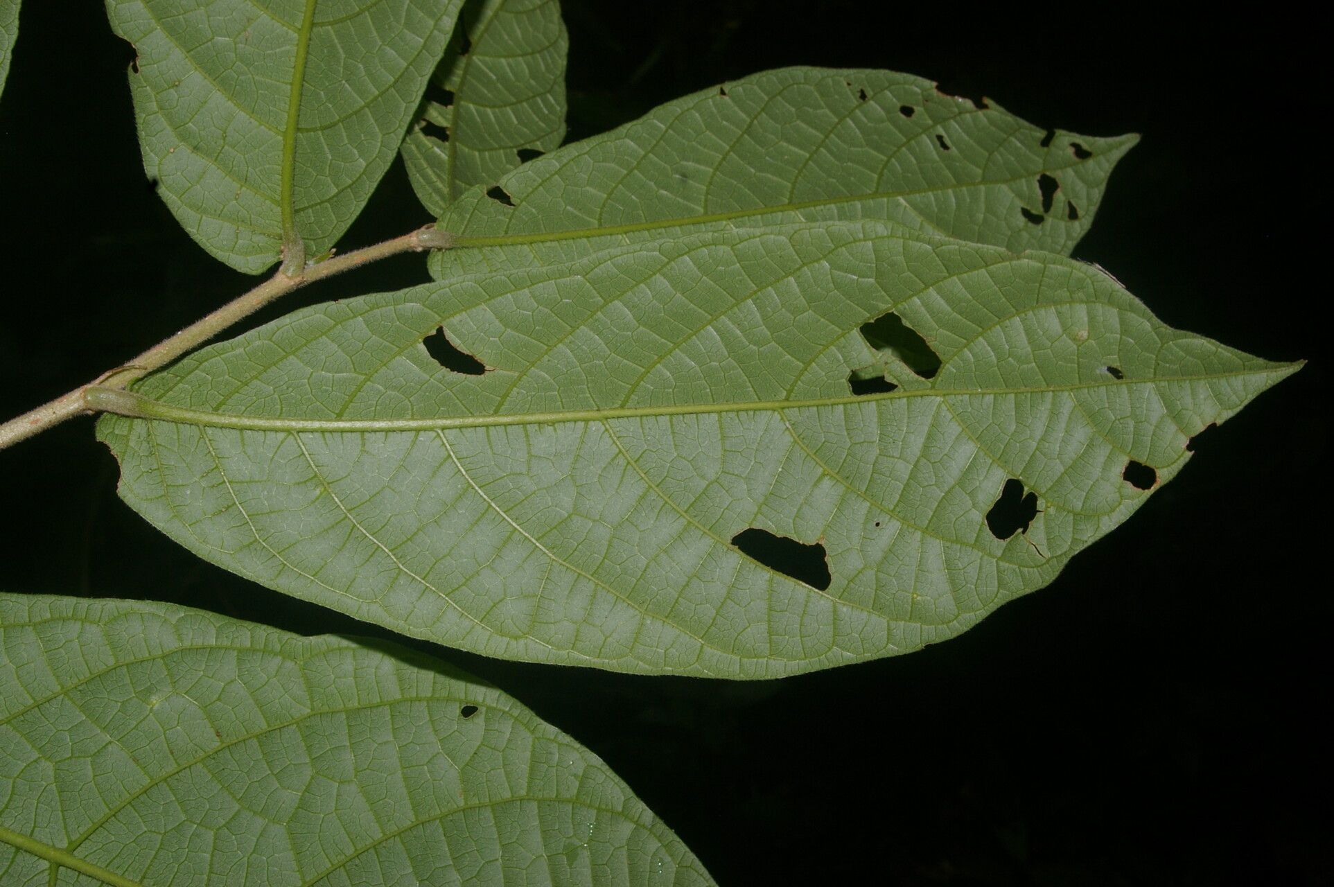 Dichapetalum donnell-smithii leaf