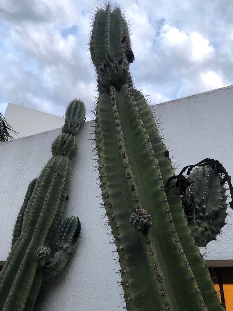 Stenocereus stellatus leaf