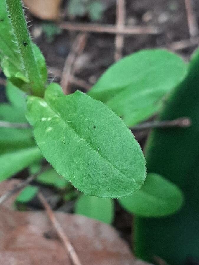 Saponaria ocymoides leaf