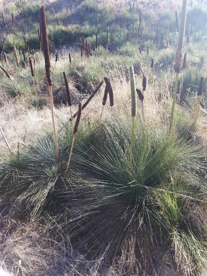 Xanthorrhoea quadrangulata flower