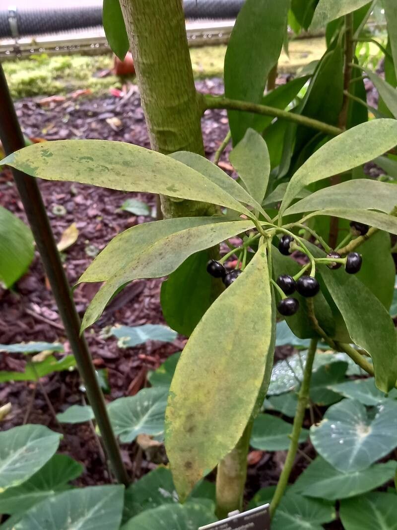 Ardisia polycephala — search result for 'Ardisia'