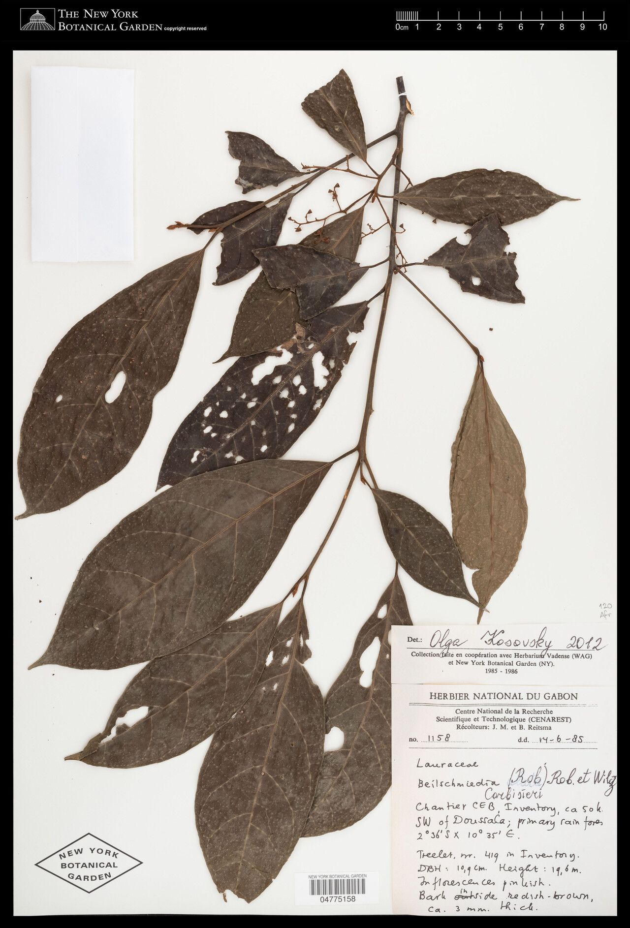 Beilschmiedia corbisieri — houseplant care guide