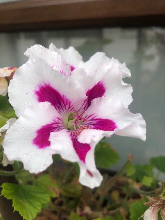 Pelargonium x hybridum flower
