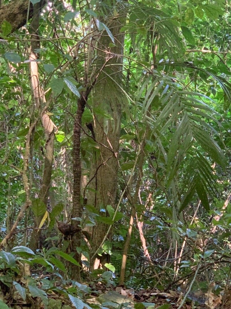 Astrocaryum mexicanum leaf