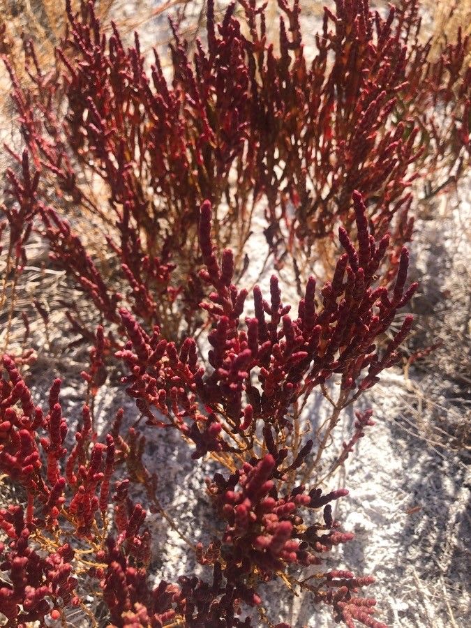 Salicornia appressa leaf