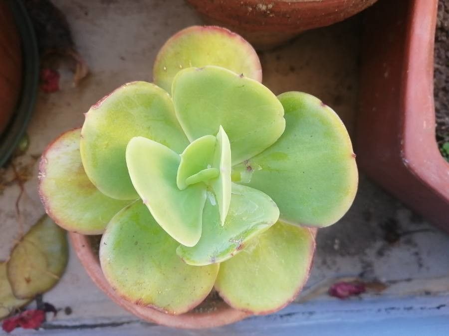 Echeveria pallida bark