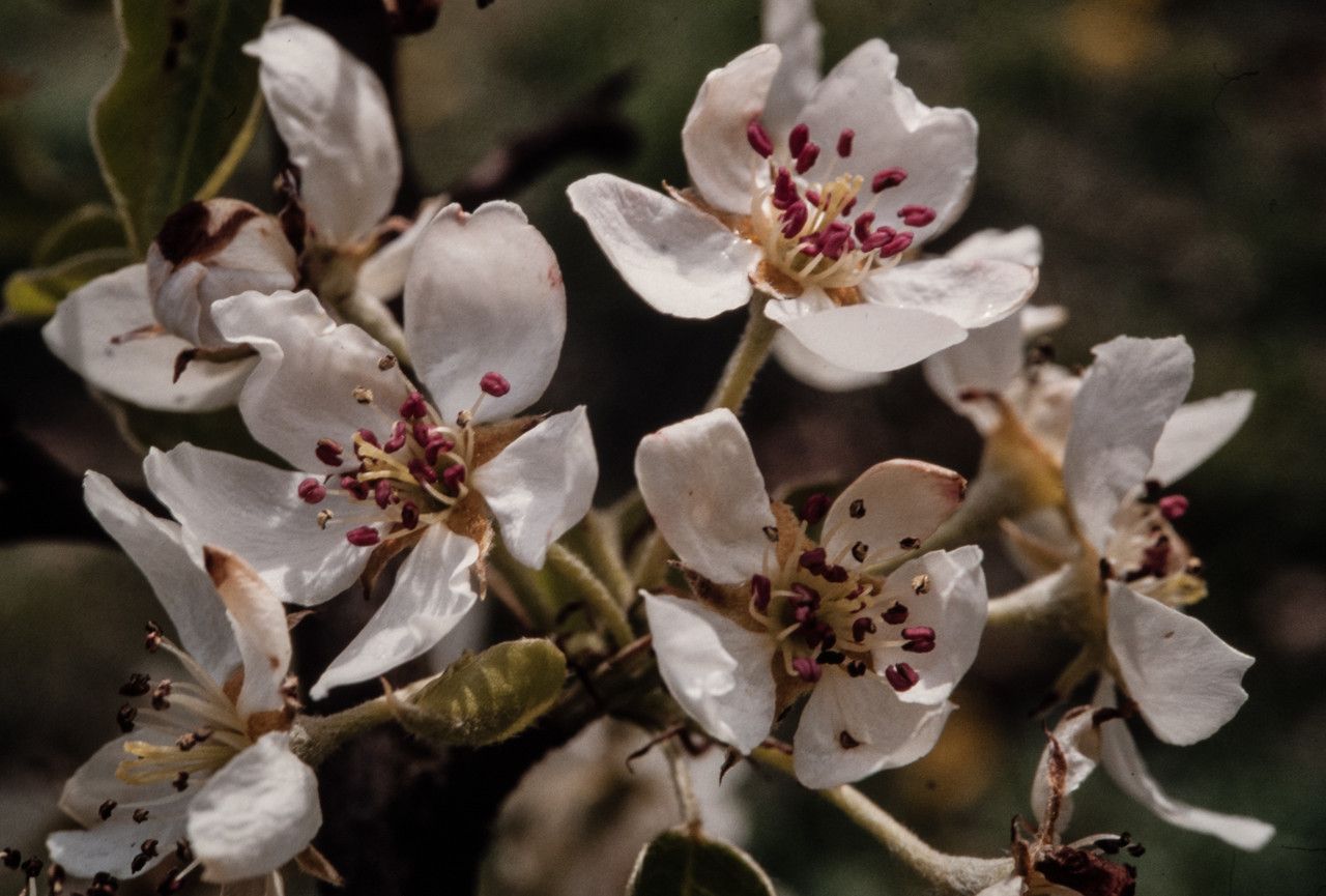 Pyrus pyraster flower