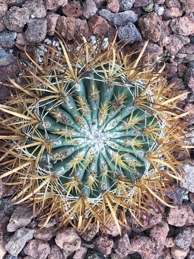 Ferocactus chrysacanthus — related species from the same genus