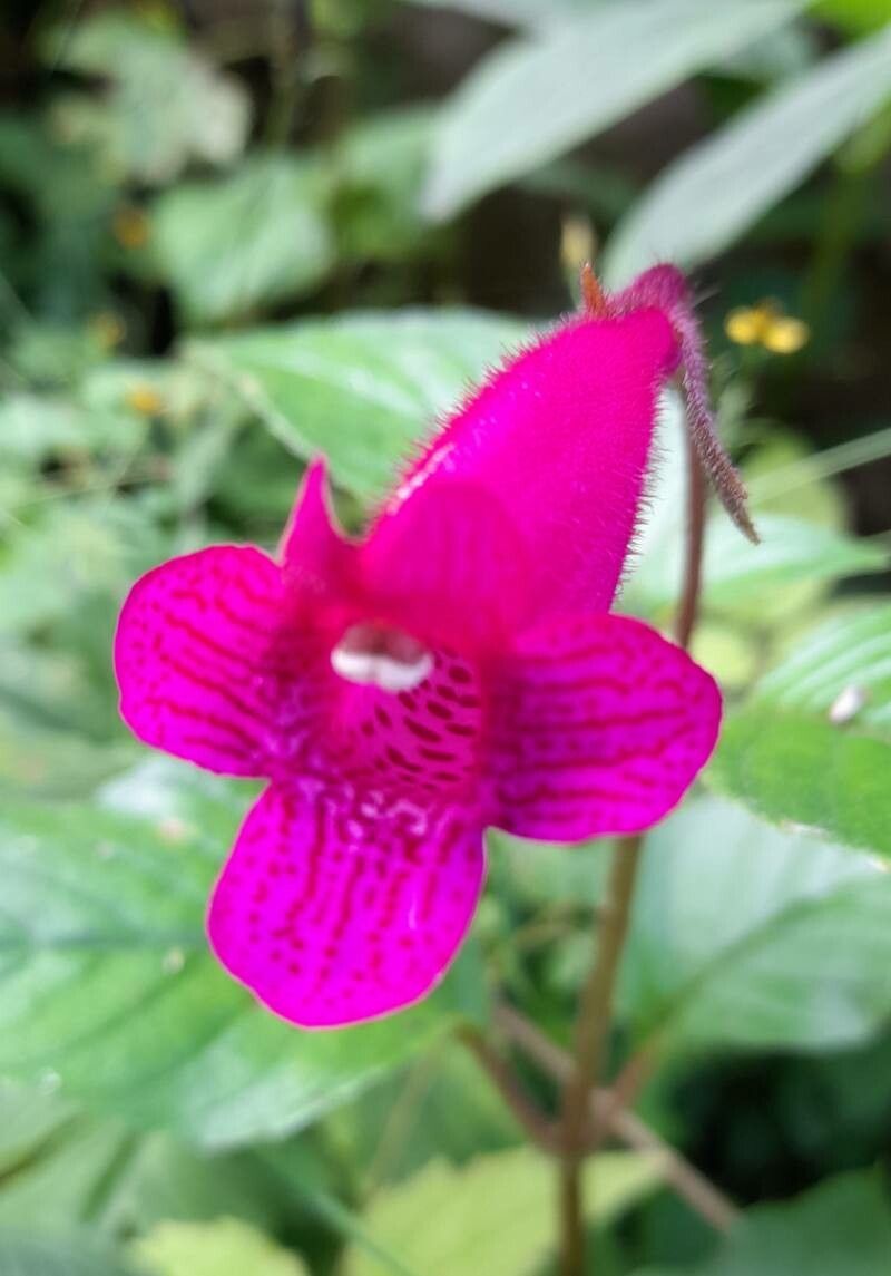 Gloxinia gymnostoma flower