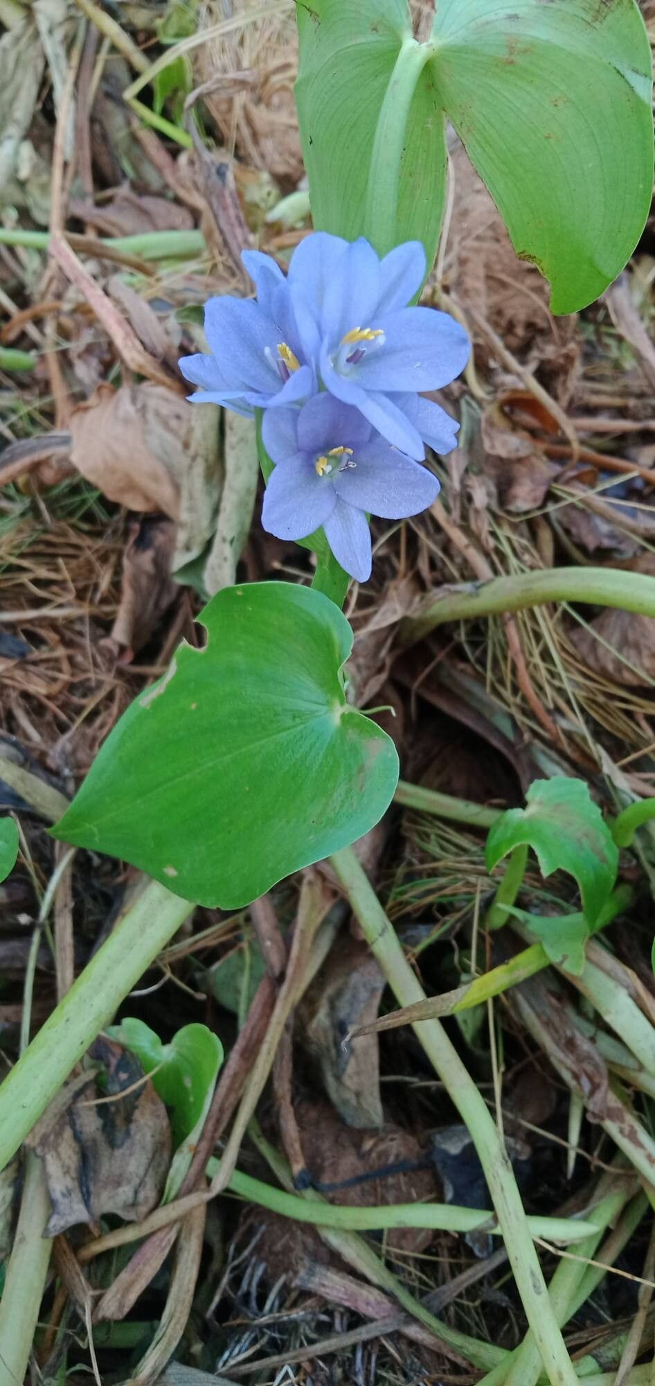Pontederia hastata flower