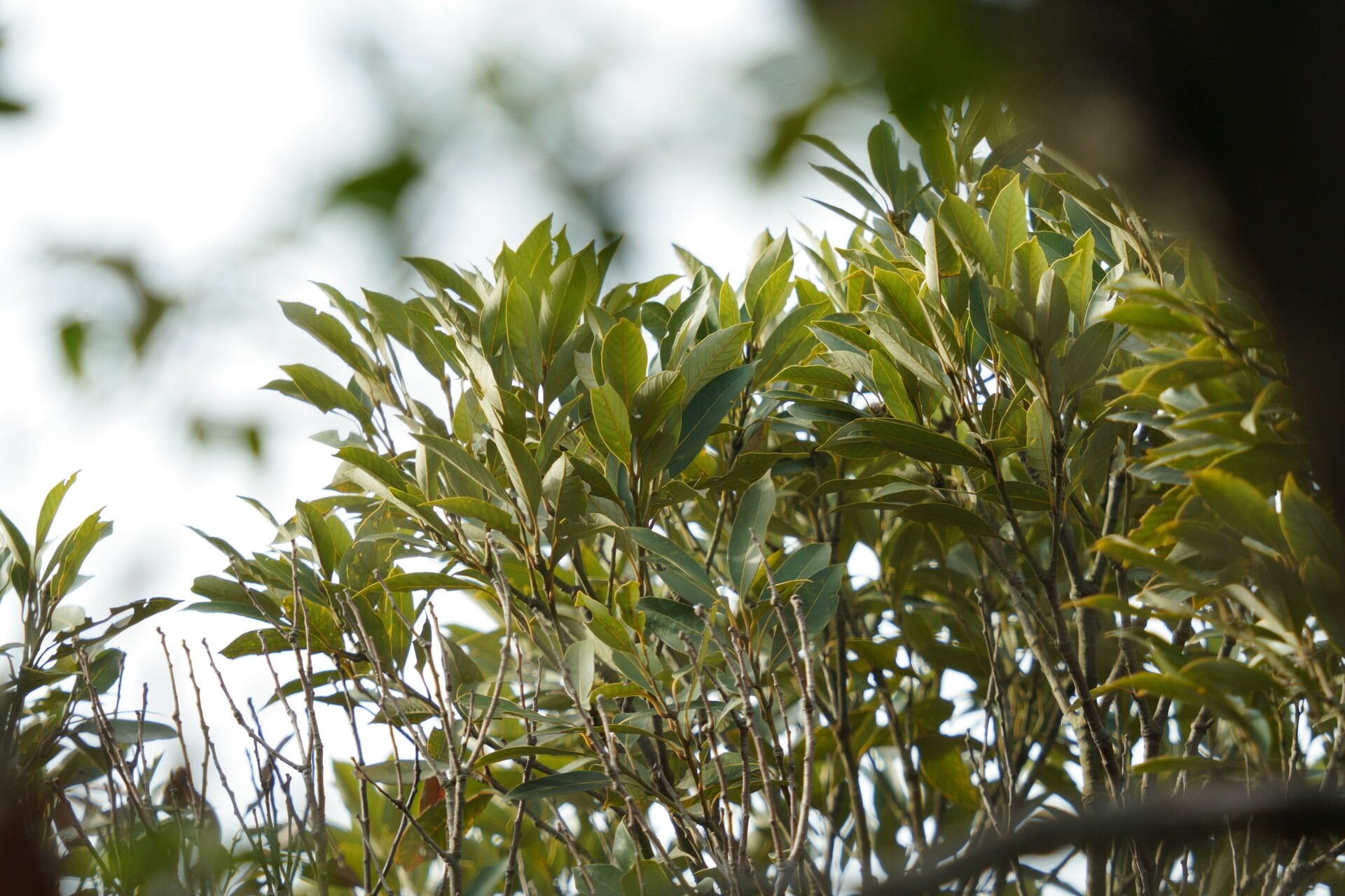 Lithocarpus irwinii leaf