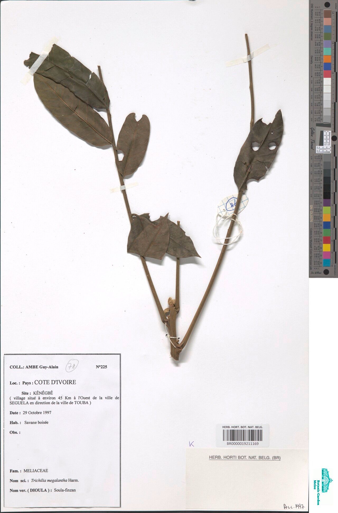 Trichilia megalantha — houseplant care guide