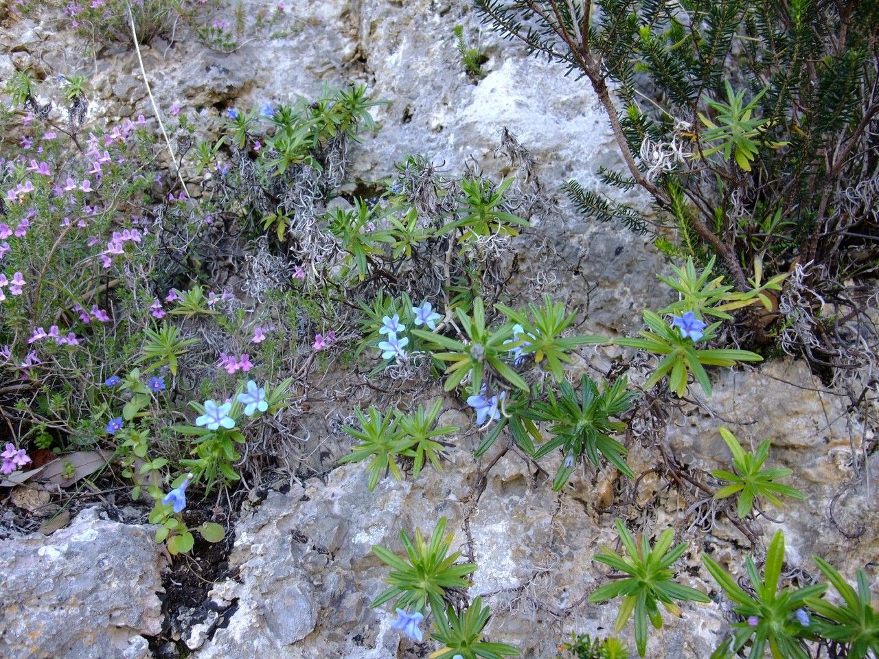 Glandora rosmarinifolia habit