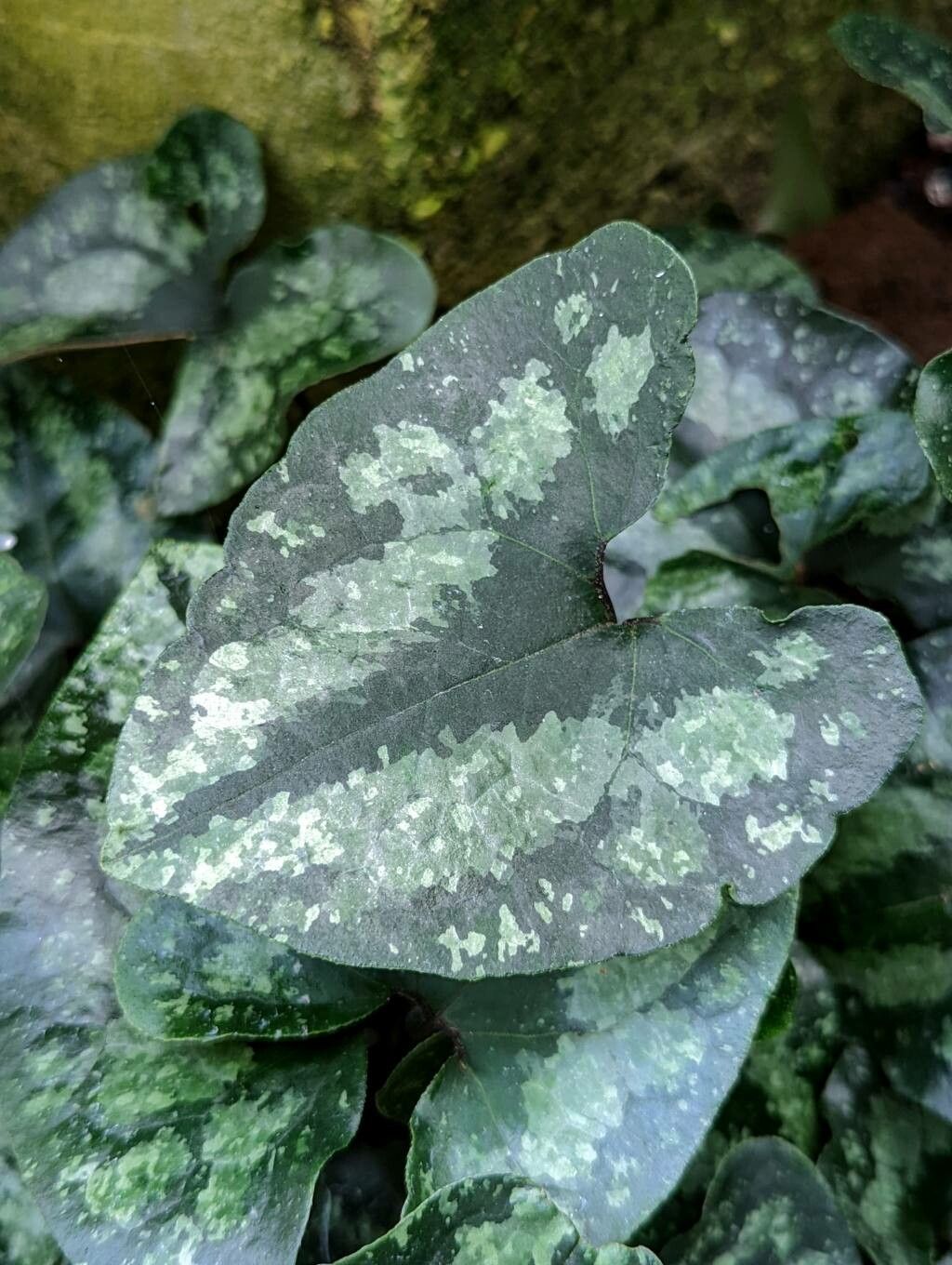 Asarum splendens — search result for 'Aristolochiaceae'