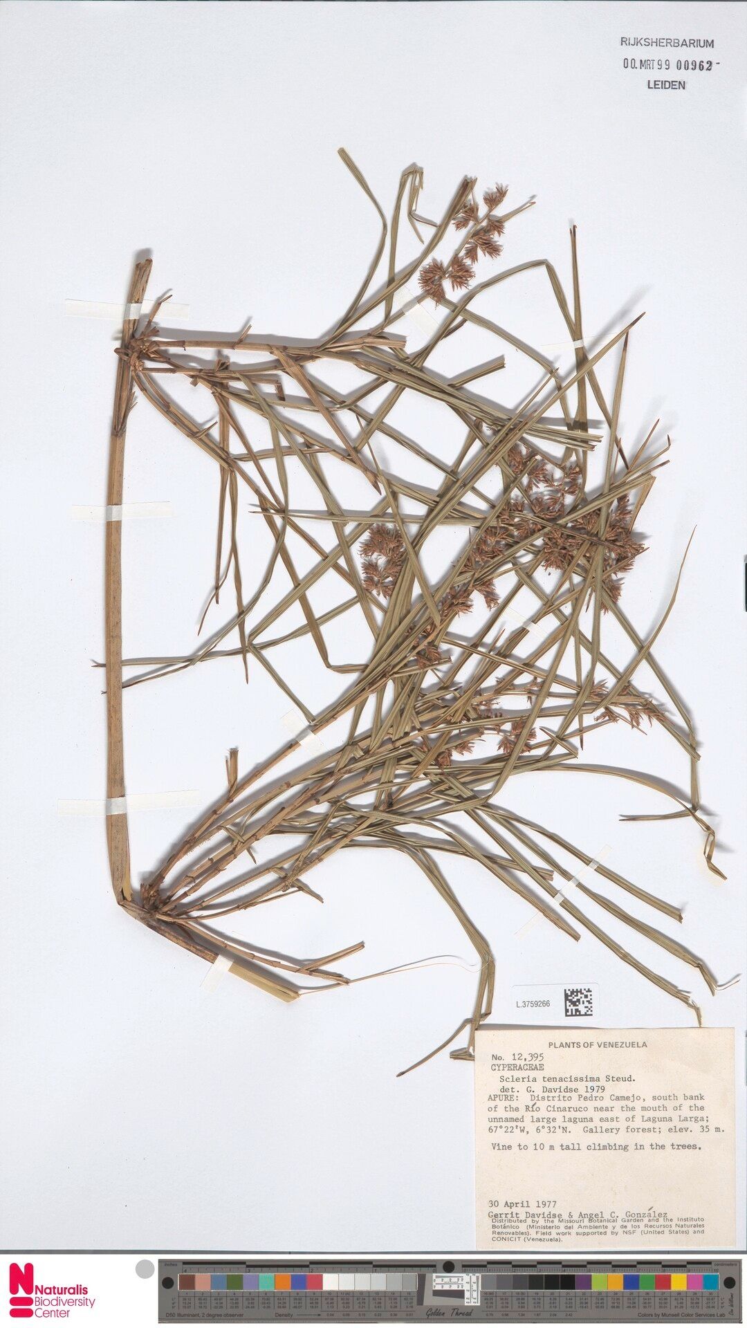 Scleria tenacissima — houseplant care guide