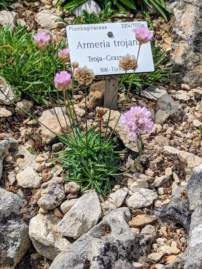Armeria trojana habit