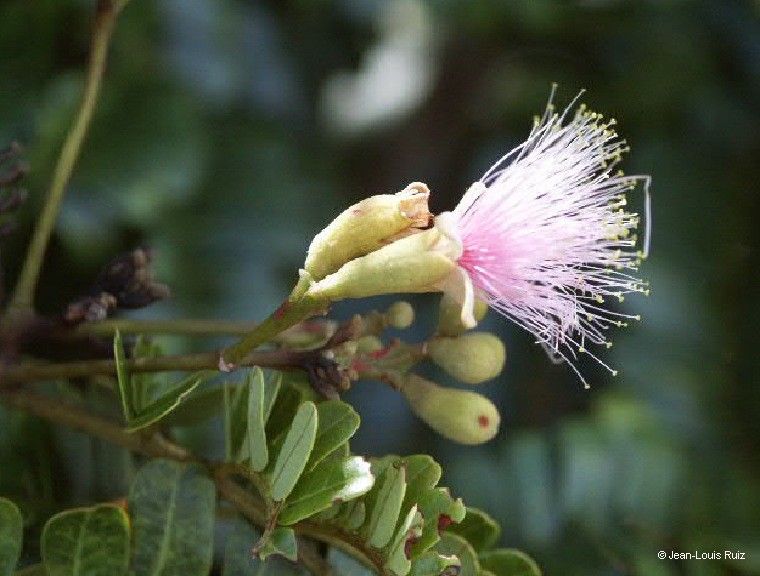 Serianthes margaretiae — related species from the same genus