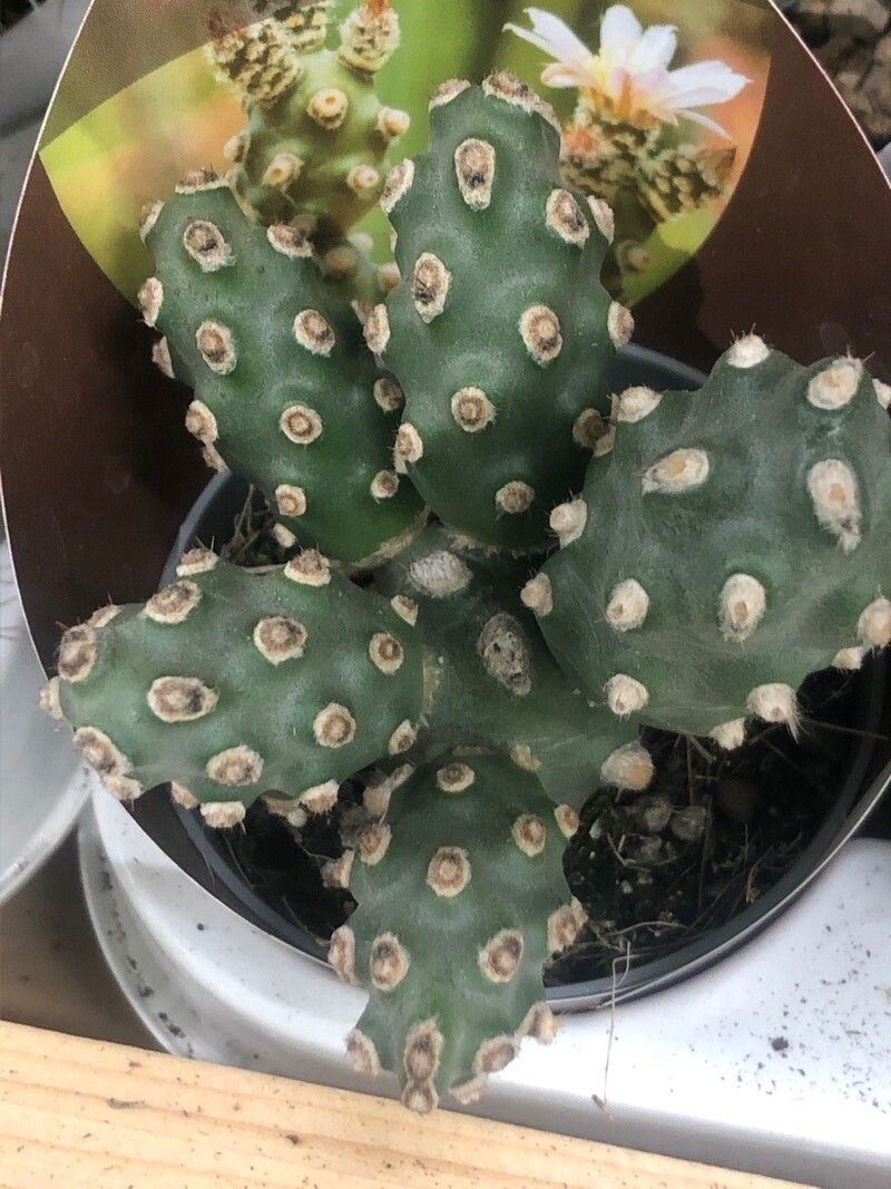 Tephrocactus molinensis — houseplant care guide