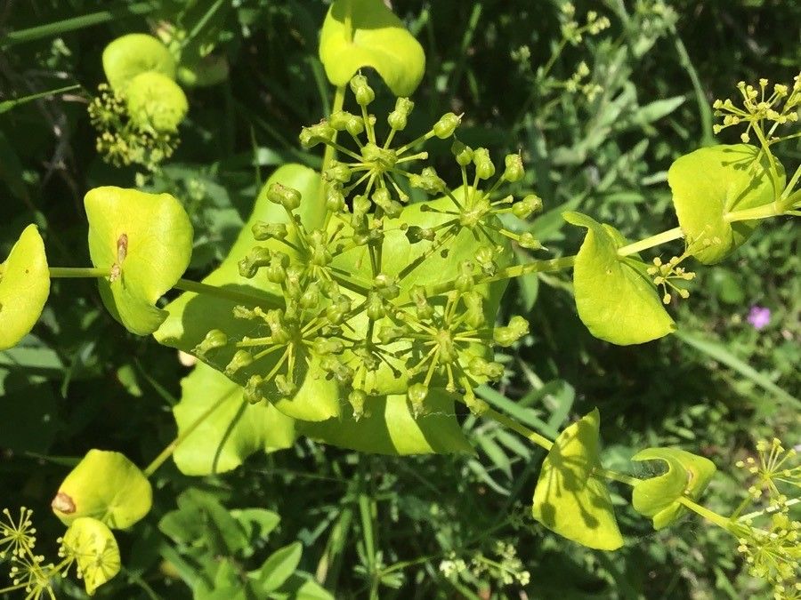 Smyrnium perfoliatum flower