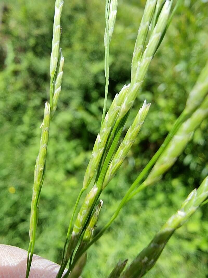 Glyceria notata flower