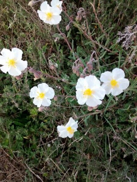 Helianthemum violaceum flower