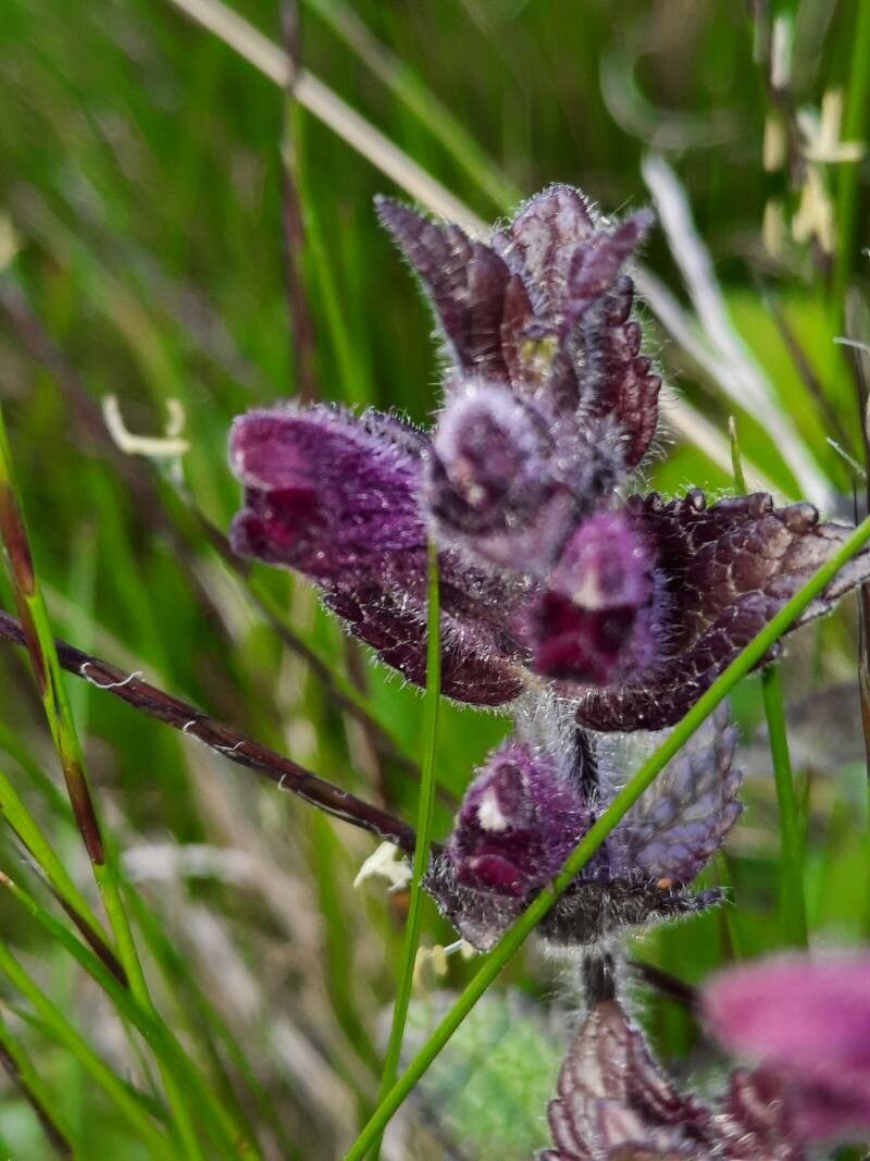 Bartsia alpina flower