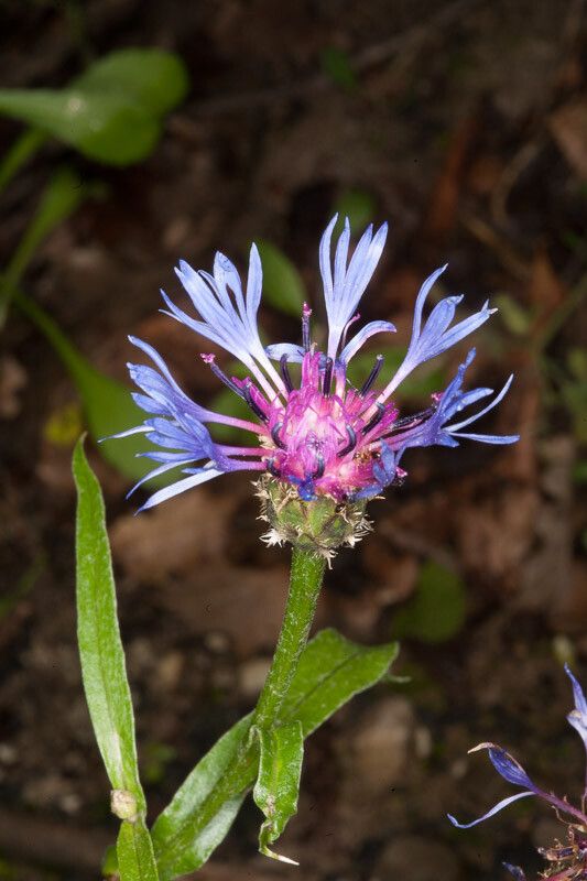 Centaurea triumfettii flower