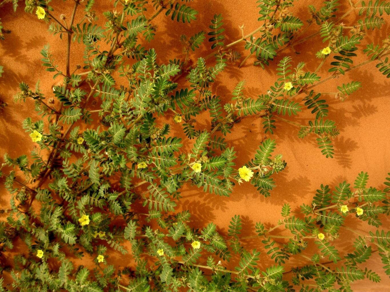 Tribulus pentandrus — related species from the same genus