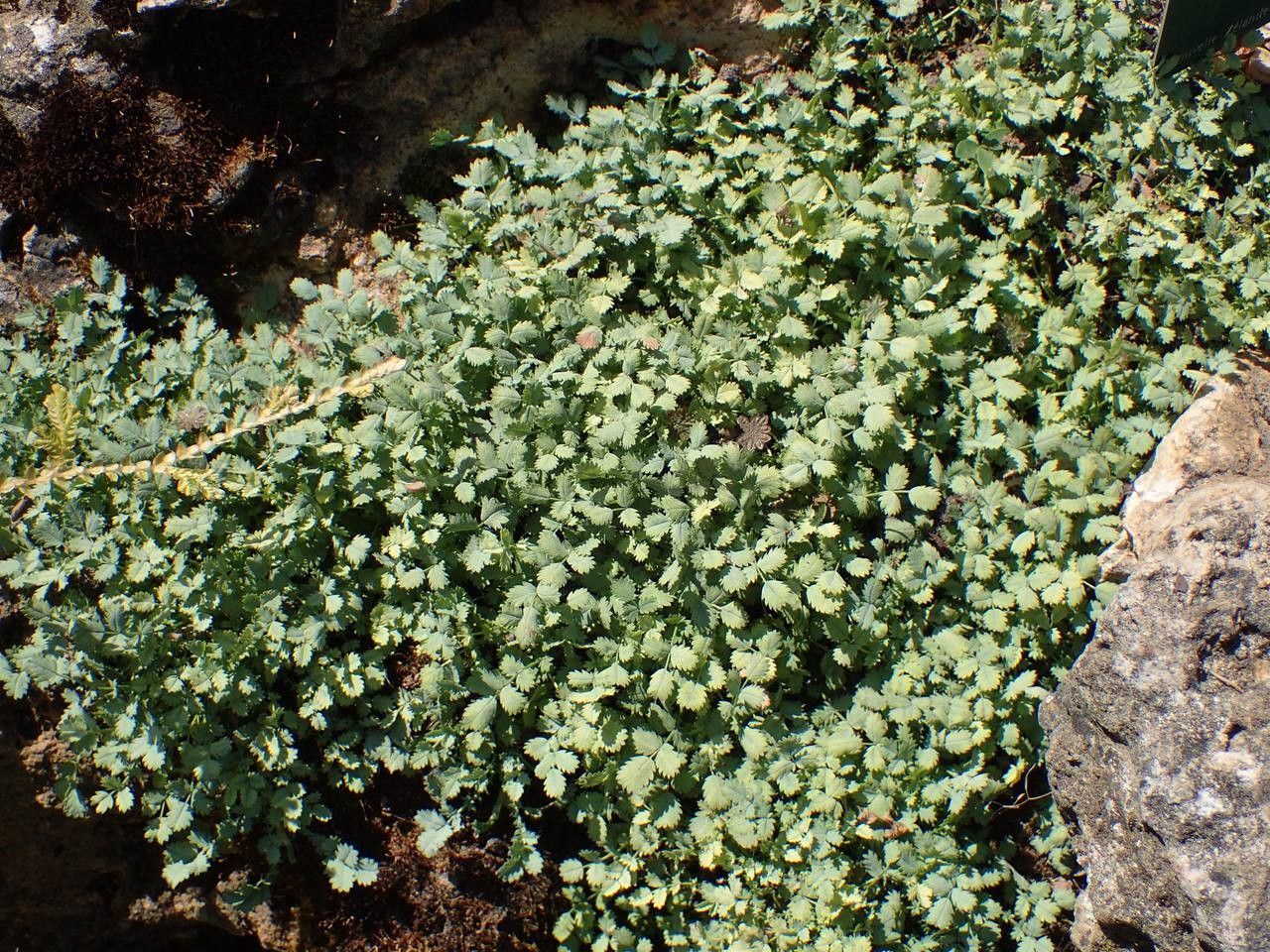 Acaena buchananii habit