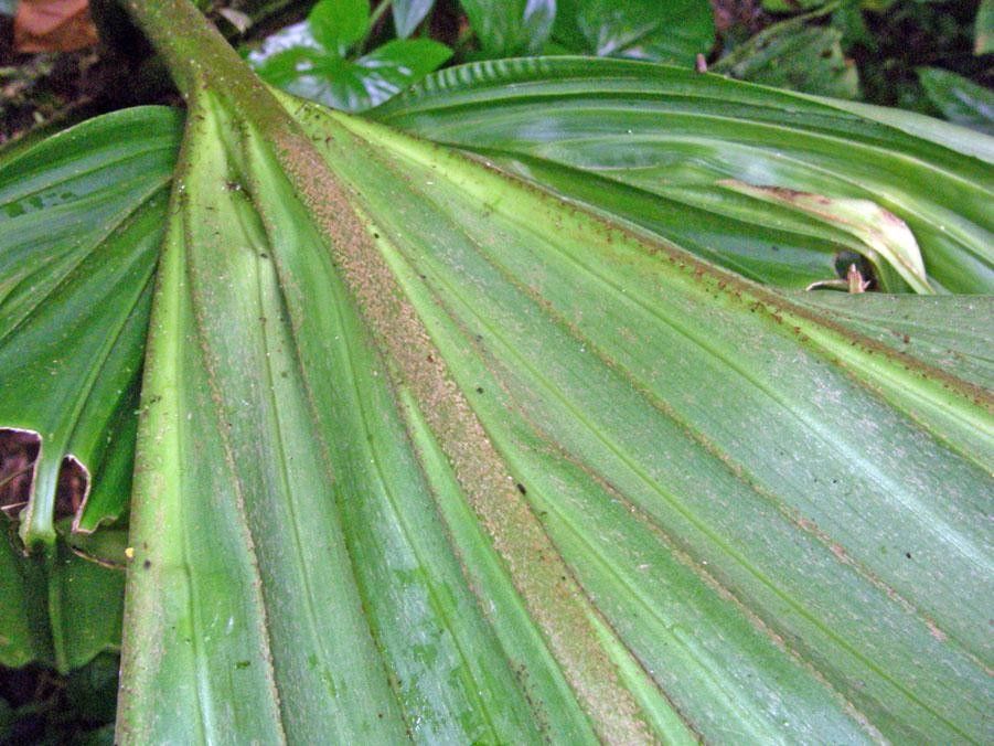 Asplundia ferruginea — related species from the same genus