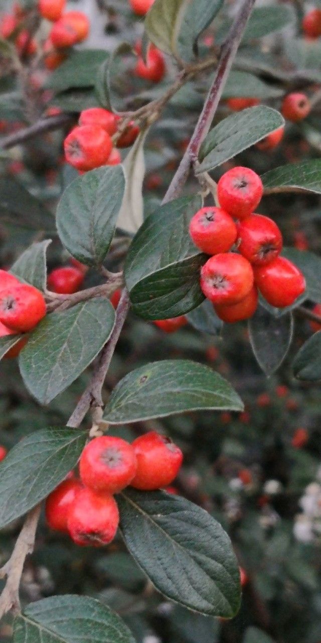 Cotoneaster sternianus fruit