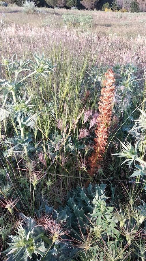 Orobanche amethystea leaf