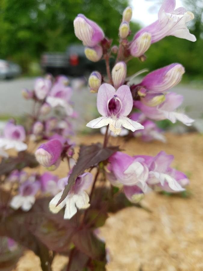 Penstemon laevis flower