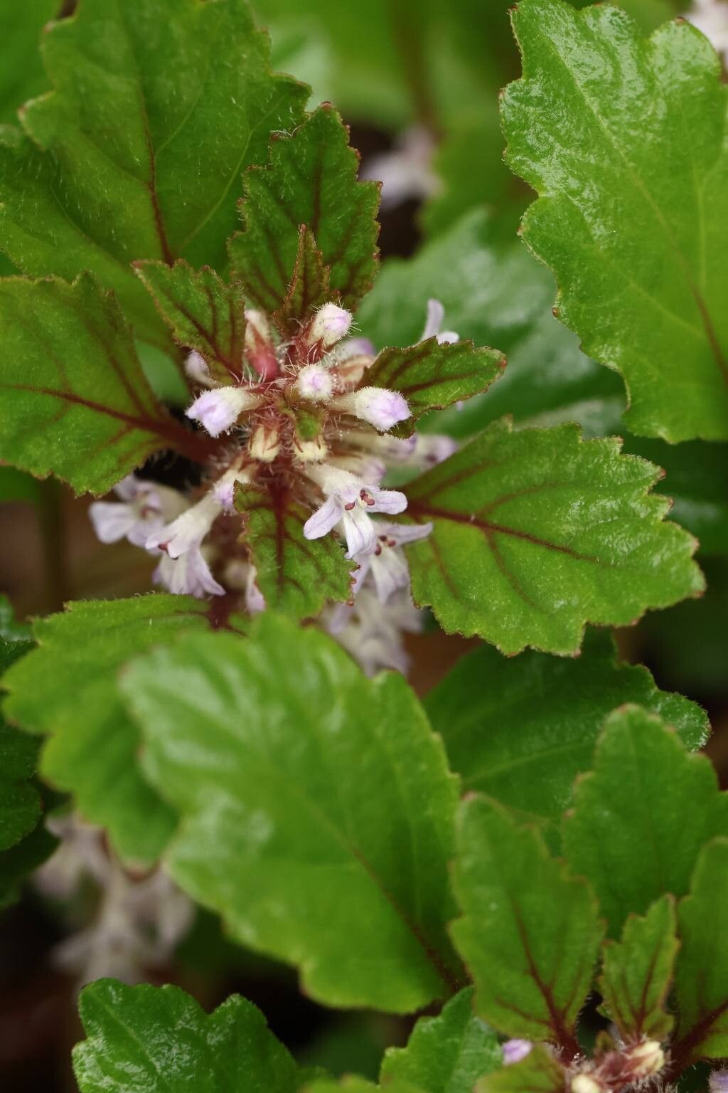 Ajuga yesoensis — search result for 'Ajuga'