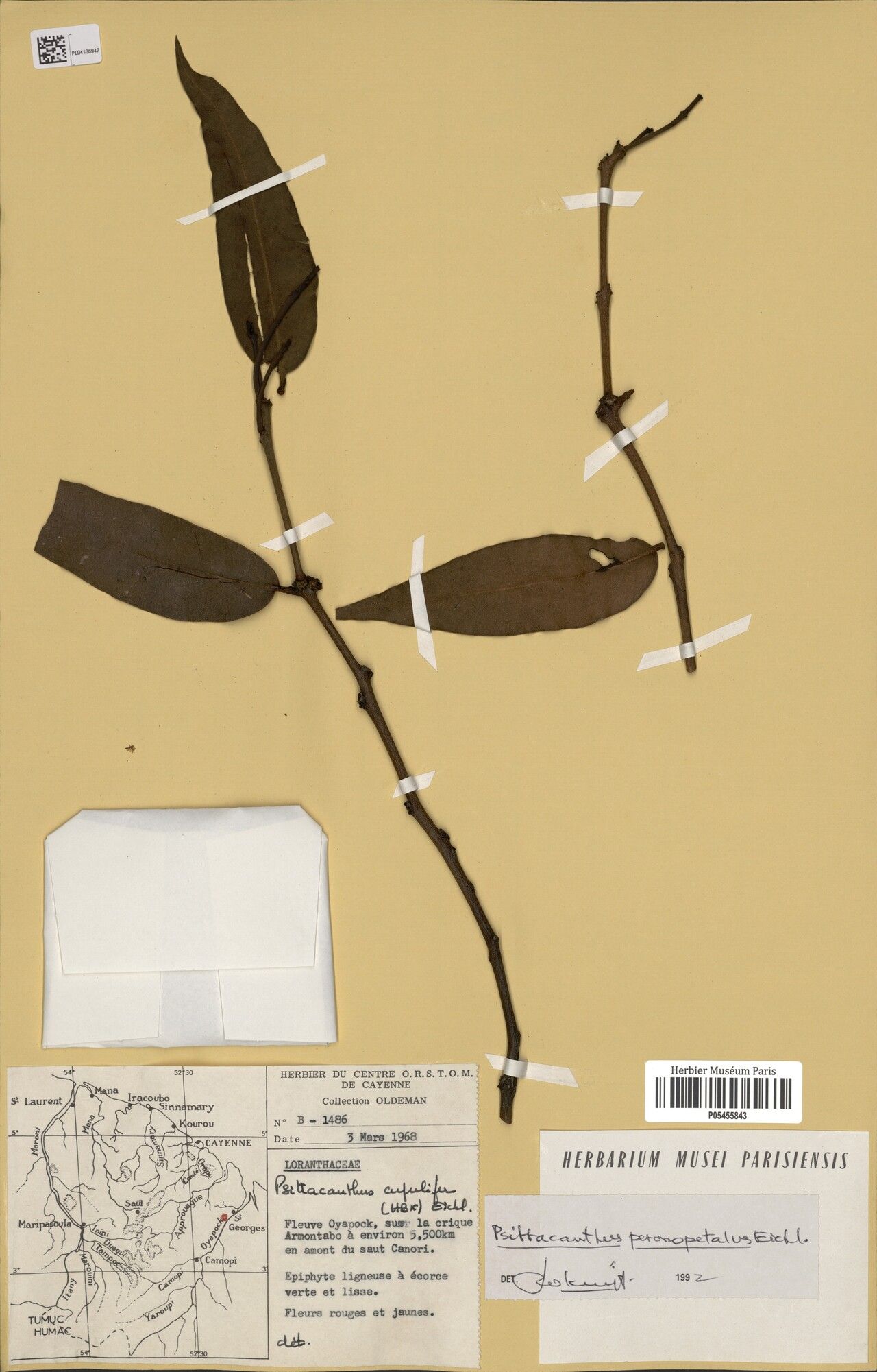 Psittacanthus peronopetalus — houseplant care guide