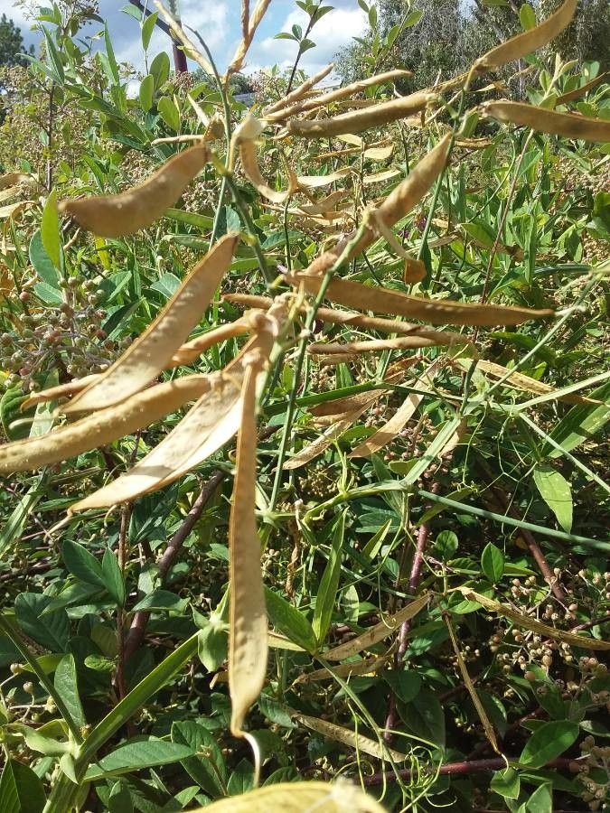 Lathyrus latifolius fruit