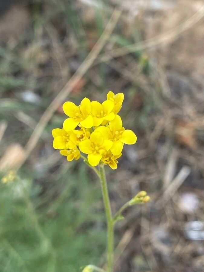 Descurainia athrocarpa flower