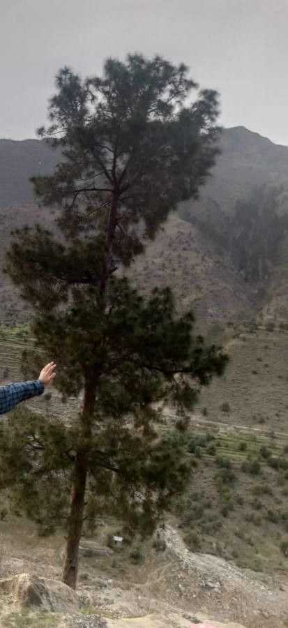 Pinus roxburghii flower