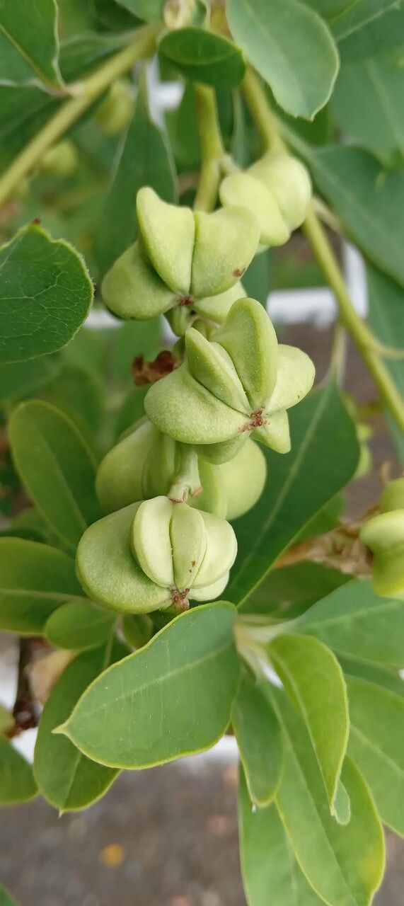 Exochorda × macrantha fruit