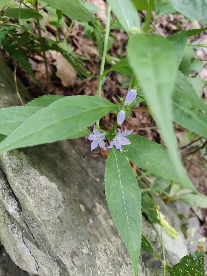 Campanula americana habit