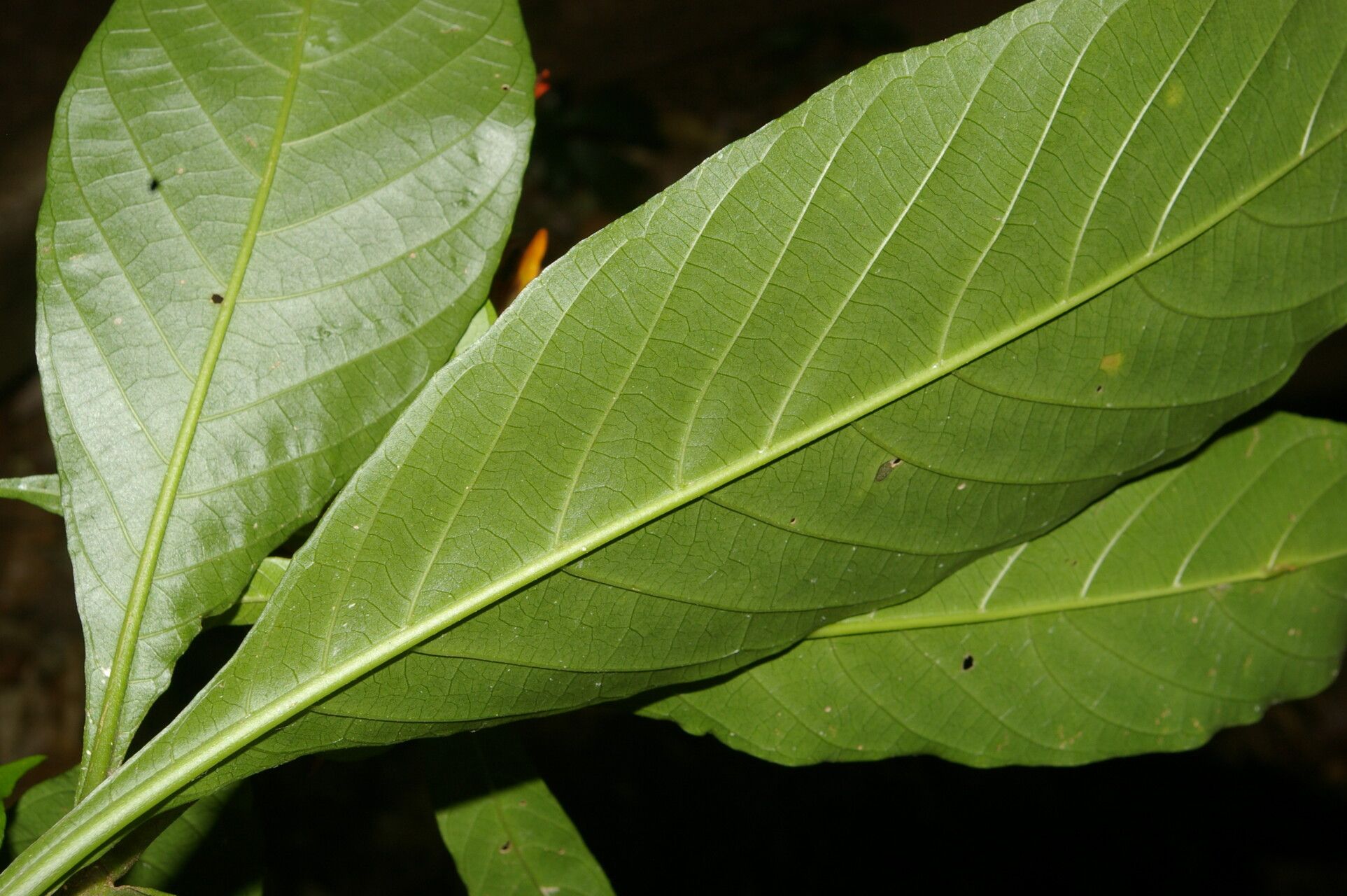 Justicia arborescens leaf