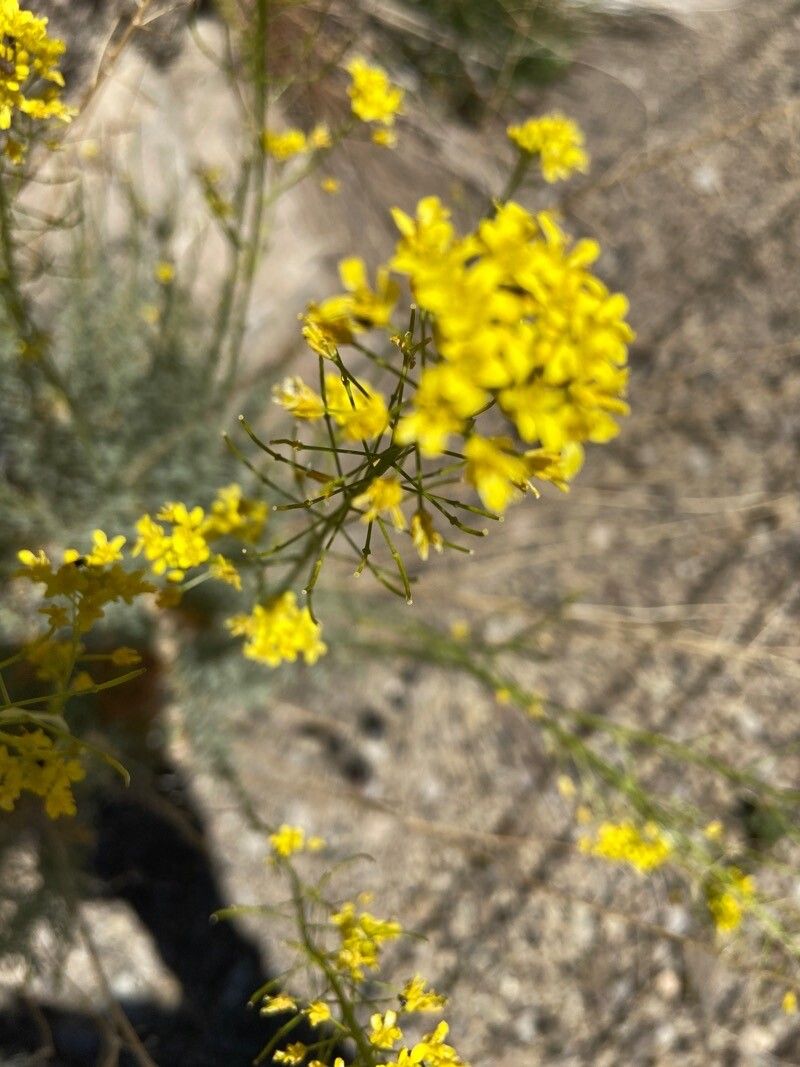 Descurainia gilva flower