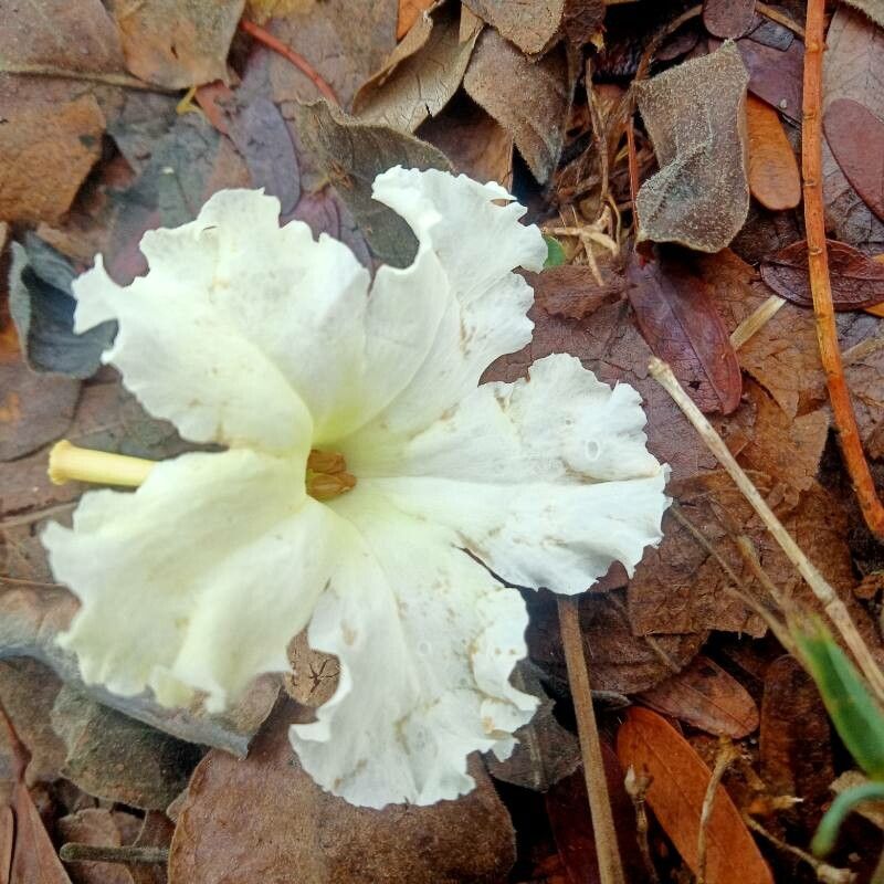 Dolichandrone falcata flower