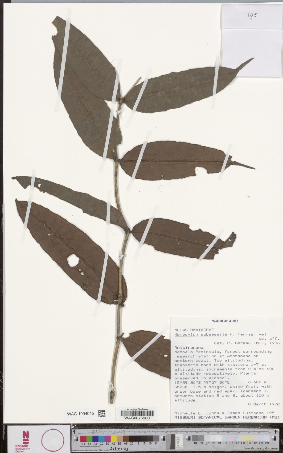 Memecylon subsessile — houseplant care guide