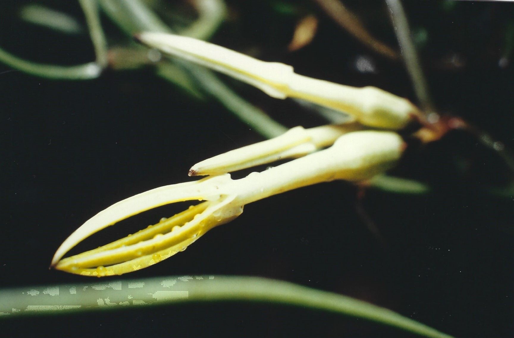 Ceropegia stenantha — search result for 'Ceropegia'