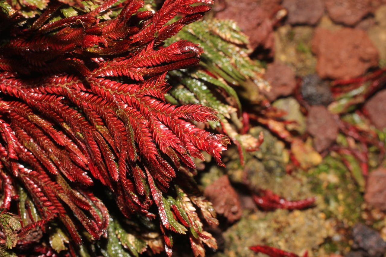 Selaginella haematodes other